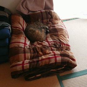 保護色の画像