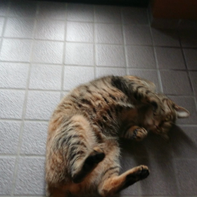 ごろごろの画像