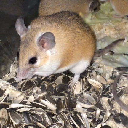 今日のうちの子‼️…現実逃避編  笑の記事動画