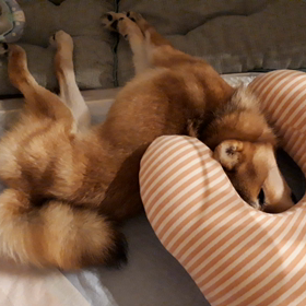 ”犬の遺伝病ネットワーク”の画像