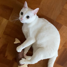 癒しのにゃんこの画像