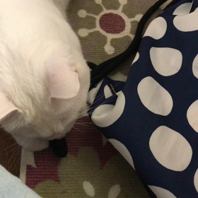Pちゃん野性にの画像