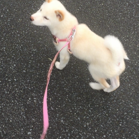 お散歩アンジュ♡動画の画像