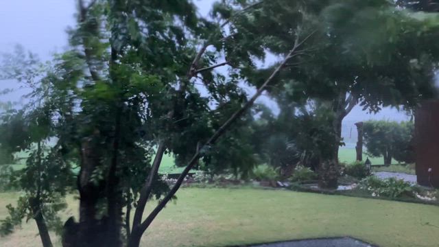 庭木が暴れる台風の記事動画