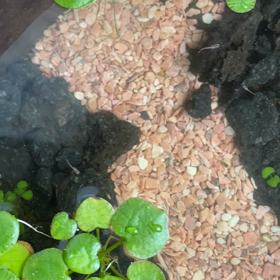 今日は晴れるかな(  ˙-˙  )の画像