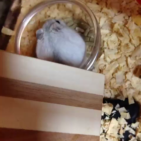 食いしん坊ちゃんの画像