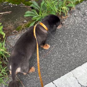 散歩の画像