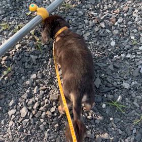 看板犬の朝の画像