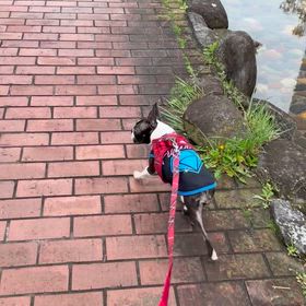 散歩の画像