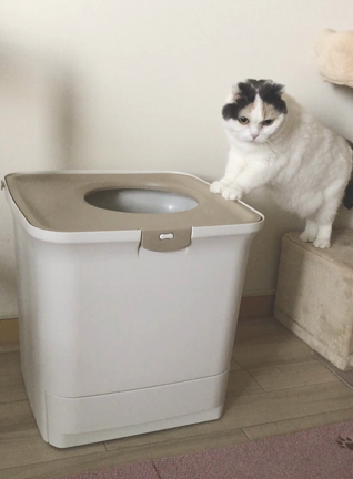 新しい猫トイレが凄かった！の記事動画