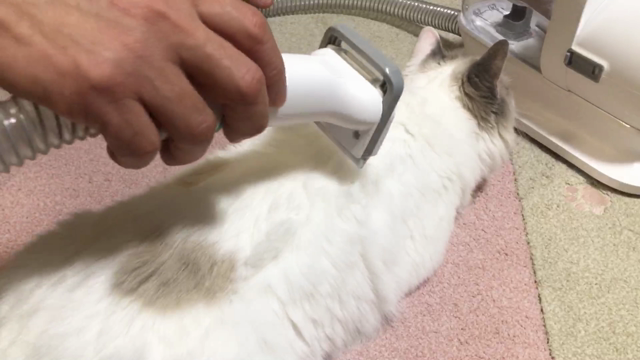 抜け毛がスポッ！の記事動画