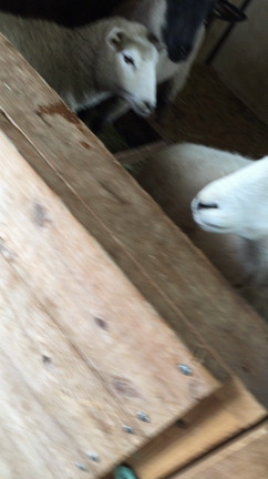 鳴き真似研究*\(^o^)/*の記事動画