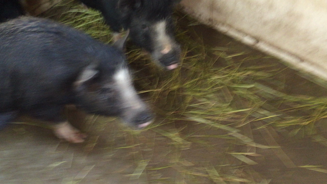 鳴き真似研究*\(^o^)/*の記事動画