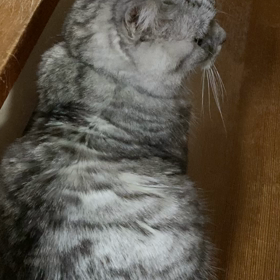 お返事の画像