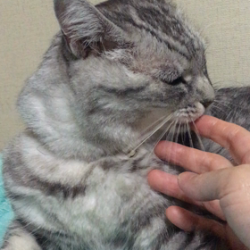 癒しの画像