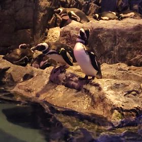 ソロ活・水族館の画像