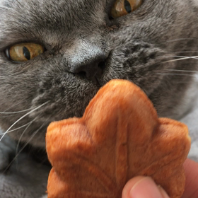 あんこ好きな猫の画像