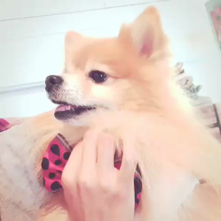ハンモックカフェdeリフレッシュの記事動画