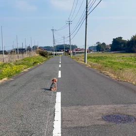 癒しの地元の画像