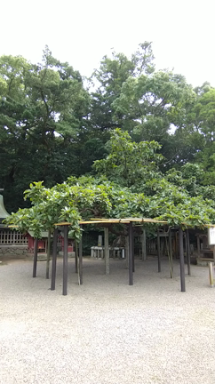９月の朔日参りの記事動画