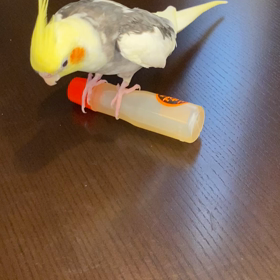 最近のぺーちゃんの画像