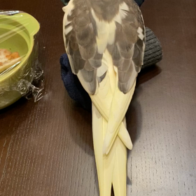 最近のぺーぺーたんの画像