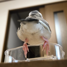 おしりの画像