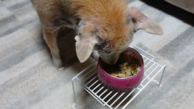 頬張るしばいぬ。。の記事動画