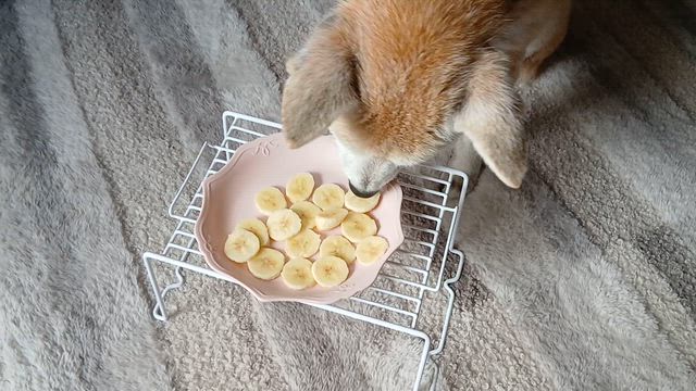 食するしばいぬ。。の記事動画