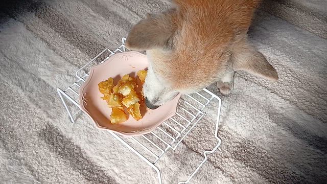 召し上がるしばいぬ。。の記事動画