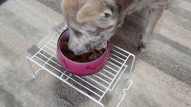 食欲旺盛なしばいぬ。。の記事動画