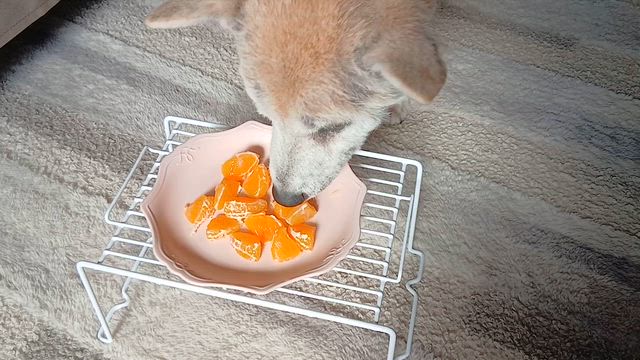 食するしばいぬ。。の記事動画