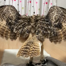 トリプルアクセル練習中の画像