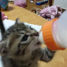 やっぱりミルク好きの画像