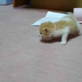 元気になりましたの画像