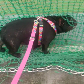 罠に掛かった動画の画像