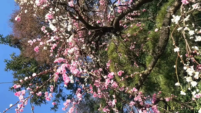 ひとり散歩のすすめ２の記事動画