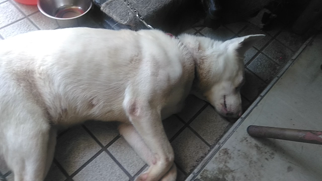 気持ち良さそうに寝る犬の記事動画