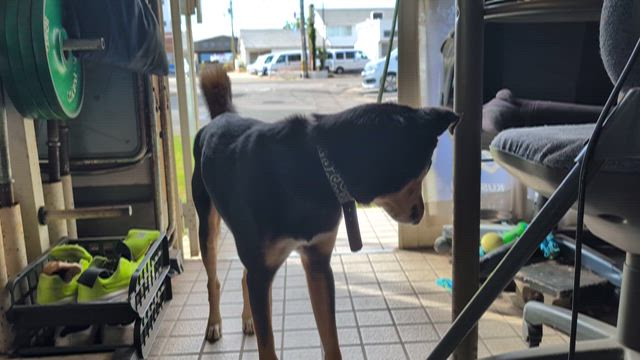 #おうちで育てているものの記事動画