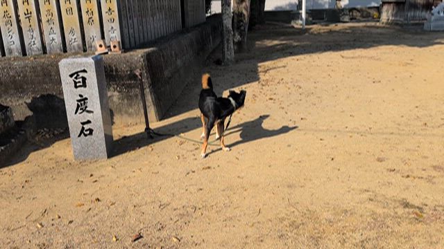 カメラの日の記事動画