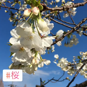 桜！の画像