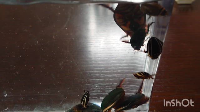 我が家のゲンゴロウ。の記事動画