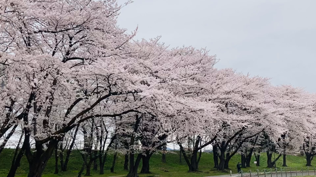 山形は桜が満開です。大阪Liveのお知らせ。の記事動画