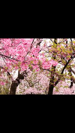 新宿御苑の桜の記事動画
