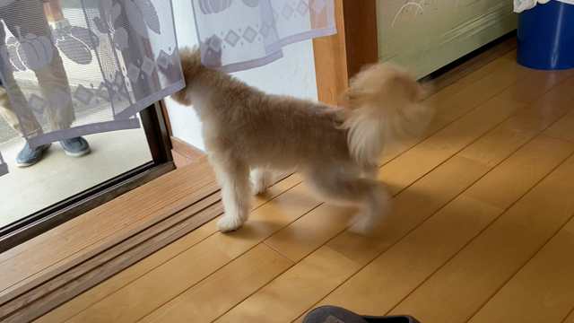 ポポですの記事動画