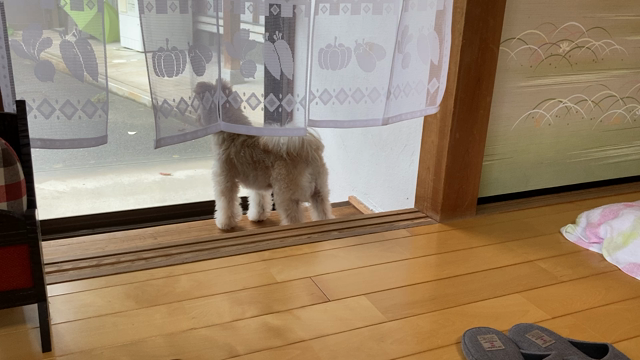 ２歳になってお利口さんに成長中ですの記事動画