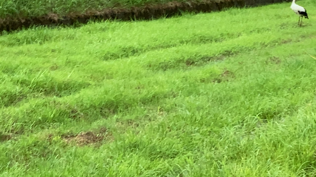 幸せを運ぶ鳥がやってきたの記事動画