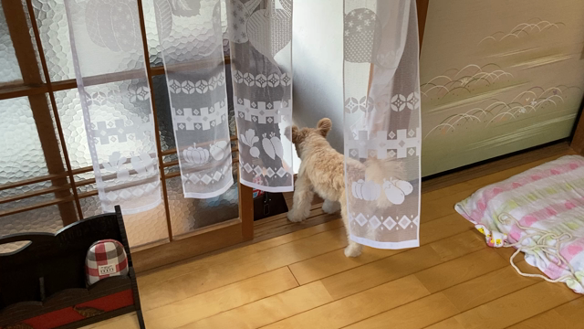 ２歳になってお利口さんに成長中ですの記事動画