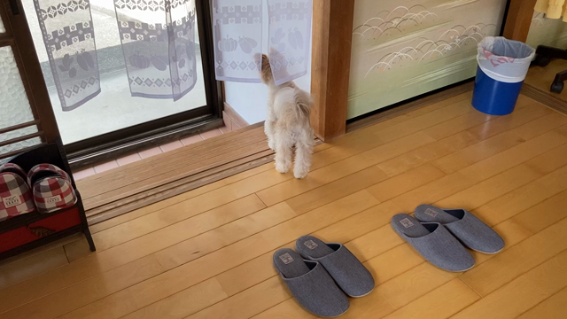 スタッフとして大活躍中の記事動画