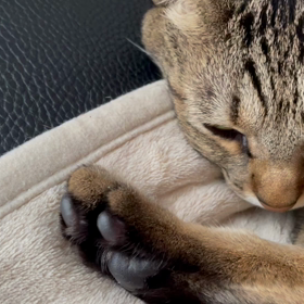飼いぬしの特権の画像
